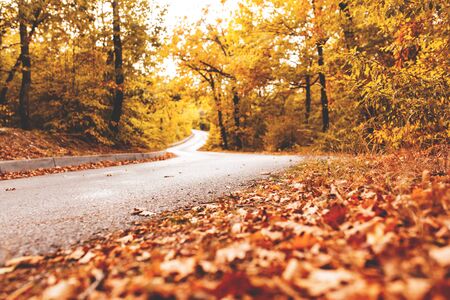Autumn road in the forest, sun rays, yellow fallen leaves, peace and quiet.の写真素材