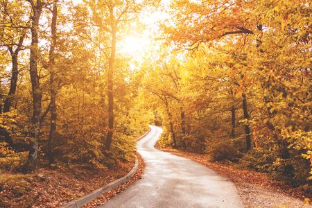 Autumn road in the forest, sun rays, yellow fallen leaves, peace and quiet.