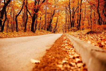 Pathway through the autumn forest, autumn leaves fall on the road, a path going into the distance....