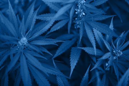 Marijuana Plant Budding Outdoors. fresh bush for your design. blue color 2020の写真素材