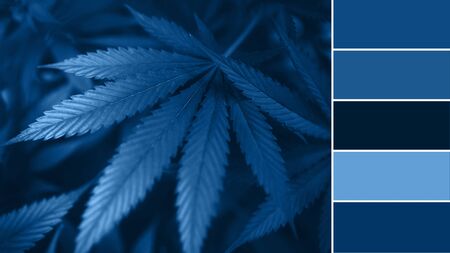collage with color 2020 shades of blue, marijuana top view, floral background for your designの写真素材