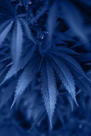 Marijuana Plant Budding Outdoors. fresh bush for your design. blue color of year 2020