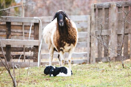 a sheep and a young lamb in spring with a clear blue skyの写真素材