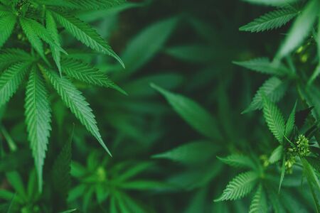 Marijuana Plant Budding Outdoors. Green fresh bush for your design.の写真素材