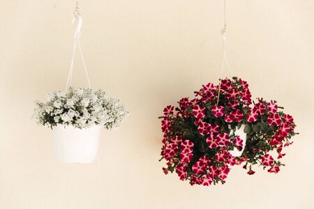 Many of blooming flowers near the wall of the house and around , a wall of light color, pots with...