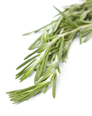 Sprig of fresh rosemary for use as an ingredient in cooking or for its aromatic essential oils in perfumeryの写真素材