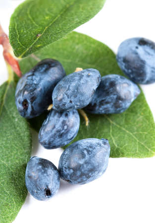 Honeysuckle leaves and berries from the sweetberry honeysuckle vine, lonicera caerulea, used as a colourant and flavouring in processed products such as preserves, icecream and even occasionally wineの写真素材