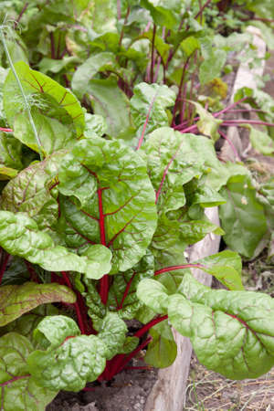 Overhead view of fresh beet plants with red-veined leaves growing in a market garden plot