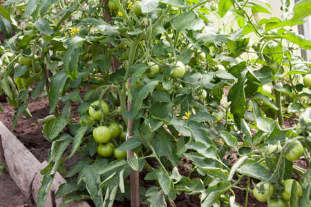 Tomato plants with immature young green tomatoes growing in a home veggie plotの写真素材