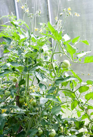 Tomato plant growing outdoors in the sunshine with immature green fruit and flowersの写真素材