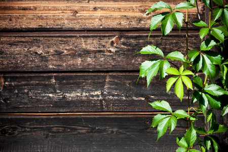 Vine with wild grapes and fresh green foliage growing up against a weathered textured wood backgroundの写真素材