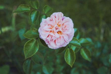 Beautiful pink rose flower. A large bush, blossoms in the park.