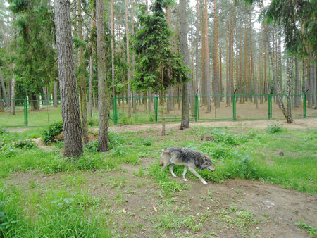 A lone gray wolf runs along the park more oftenの写真素材