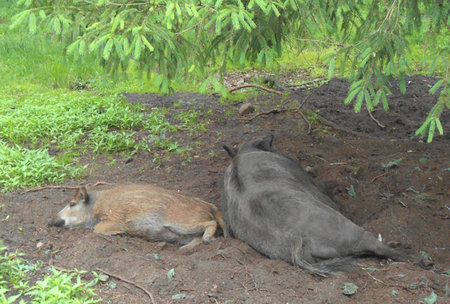 Two pigs and a wild boarの写真素材