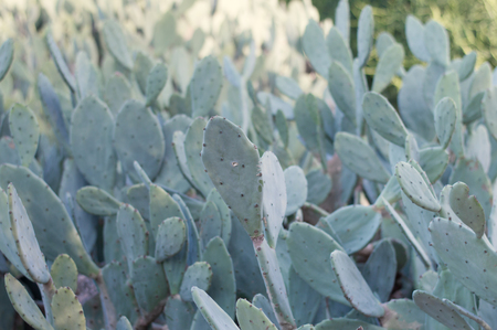 A lot of cactuses captured in a public park, close up