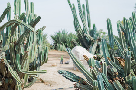 Long cactuses captured in a public parkの写真素材