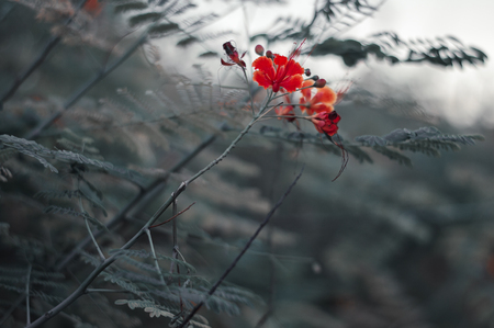 Red small flower and green leaves. Abstract photo of green bush with small bright flowersの写真素材