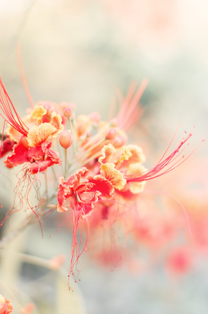 Vertical background with beautiful tropical flowers of red color. Caesalpinia flowerの写真素材