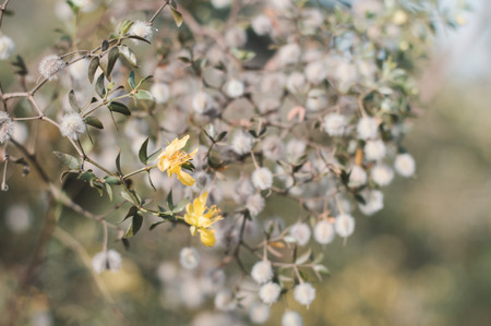 Blooming Larrea tridentata plant. Small yellow flowers of creosote bushの写真素材
