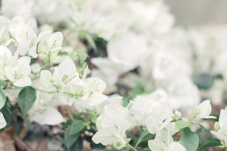 Branch of blooming white Bougainvillea flowers. Background with paperflower. Blooming shrubの写真素材