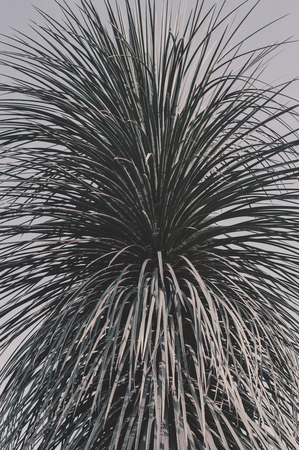 Vertical background with a palm tree. Part of an exotic palm tree and faded blue skyの写真素材