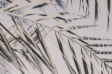 Background with a palm tree leaf and faded sky. Exotic nature. Tropical plantの写真素材