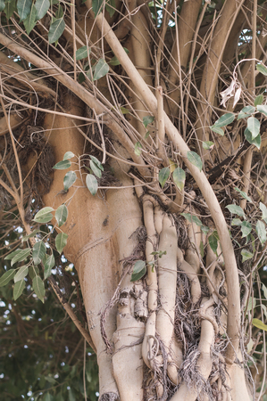 Ficus macrophylla growing in a public park. Botanical garden. Tropical tree