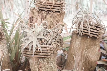 Plants in woden flower pots. Greenhouse with tropical plants. Gardeningの写真素材