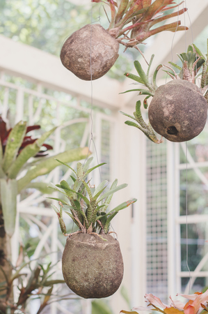 Houseplants hanging in unusual flower pots. Plants for decor. Gardeningの写真素材