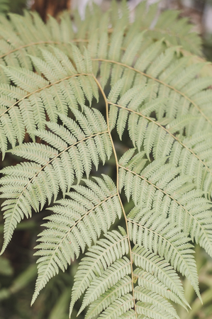 Vertical photo of Fern plant. Background with green leafの写真素材