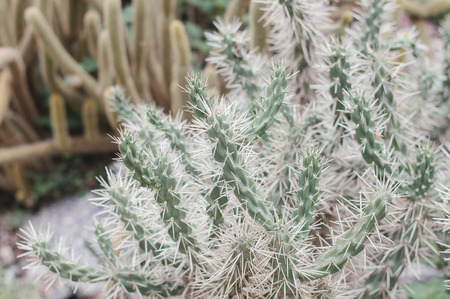 Cactus with long green stem and white spines. Desert plantの写真素材
