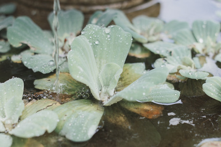 Green plants in a small fountain in a garden. Wet leavesの写真素材