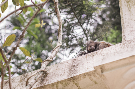 One marmoset monkey sitting in the park and looking at cameraの写真素材