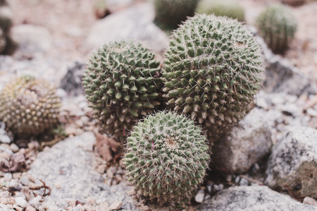 Small cactus growing among stones. Desert plants in the botany gardenの写真素材