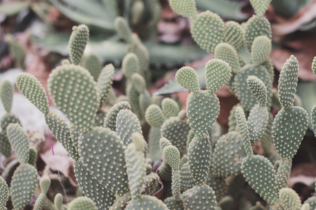 Field with cactus plants. Cacti growing outsideの写真素材