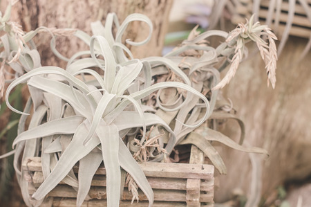 Plants for home decoration in wooden flower pots. Indoor gardenの写真素材