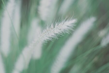 Pennisetum setaceum also known as African Fountain Grass. Cultivated plants