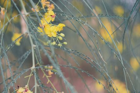 Horizontal background with yellow flowers of Parkinsonia aculeata also known as Palo Verde, Mexican Parkinsonia or Jelly Bean treeの写真素材
