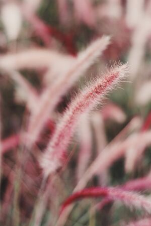 Vertical background with Purple African Fountain grass, popular decorative plant in warm climateの写真素材