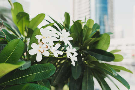Plumeria or frangipani blooming plant growing in the city. White exotic flower with pleasant fragranceの写真素材