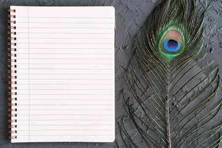 Notebook with clean pages and a peacock feather on concrete background, top viewの写真素材