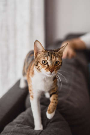 Small cat of white, brown and ginger color walking on the grey sofa bed in the living roomの写真素材