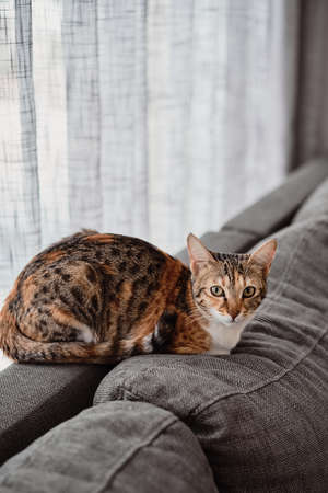 Small female cat on grey sofa bed. Coziness and comfort at home. Cute pets