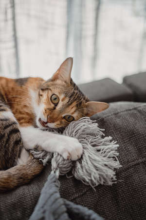 Funny cat of brown, white and ginger color lying at the sofa bed and playing with blanket