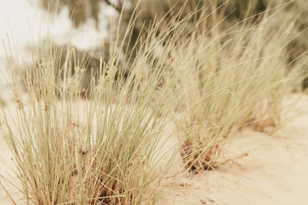 Grass growing wild in sandy desert. Desert vegetation, Dubai, United Arab Emirates