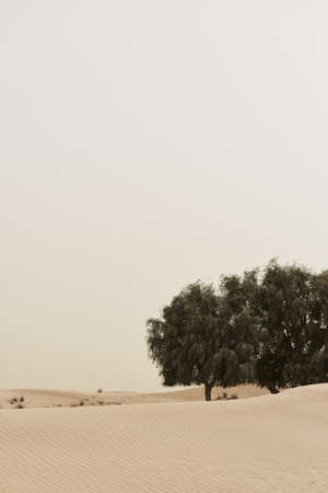 Vertical photo of two Acacia trees growing in a desert