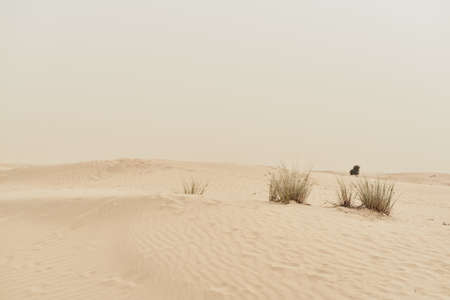 Sandy desert with some vegetation. Wild nature landscape. Dunes and hillsの写真素材