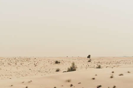 Wild desert covered with sand dunes and desert plants, Dubai, United Arab Emirates. Nature landscapeの写真素材