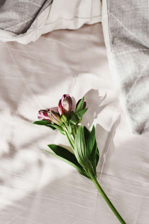 Alstroemeria flower lying on a bed, sunny morning light. Minimalismの写真素材
