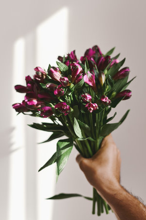 Man's hand holding Alstroemeria flower bouquet, morning light and white wall as backgroundの写真素材